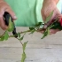 Kako posaditi ružu s buketa